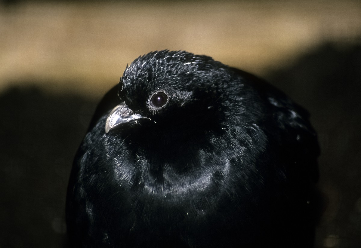 Black Partridge - Josep del Hoyo