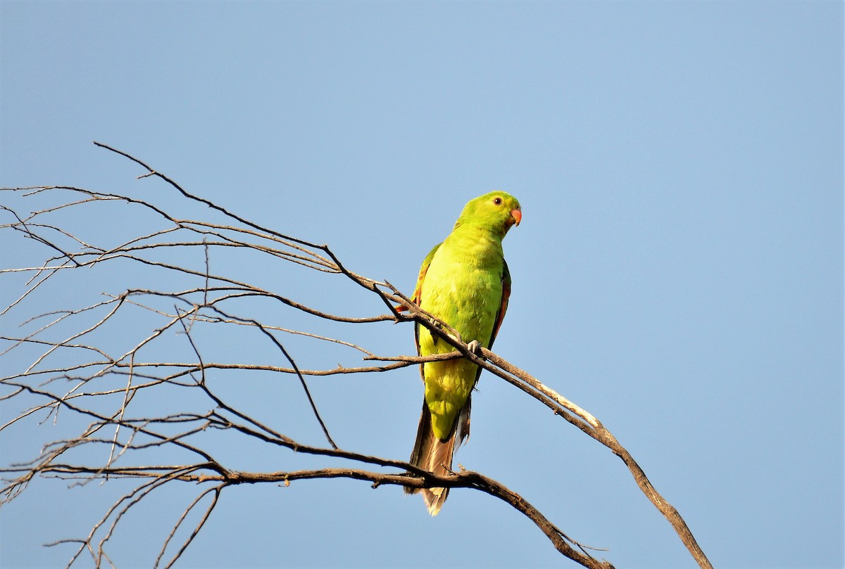 Red-winged Parrot - ML71520461