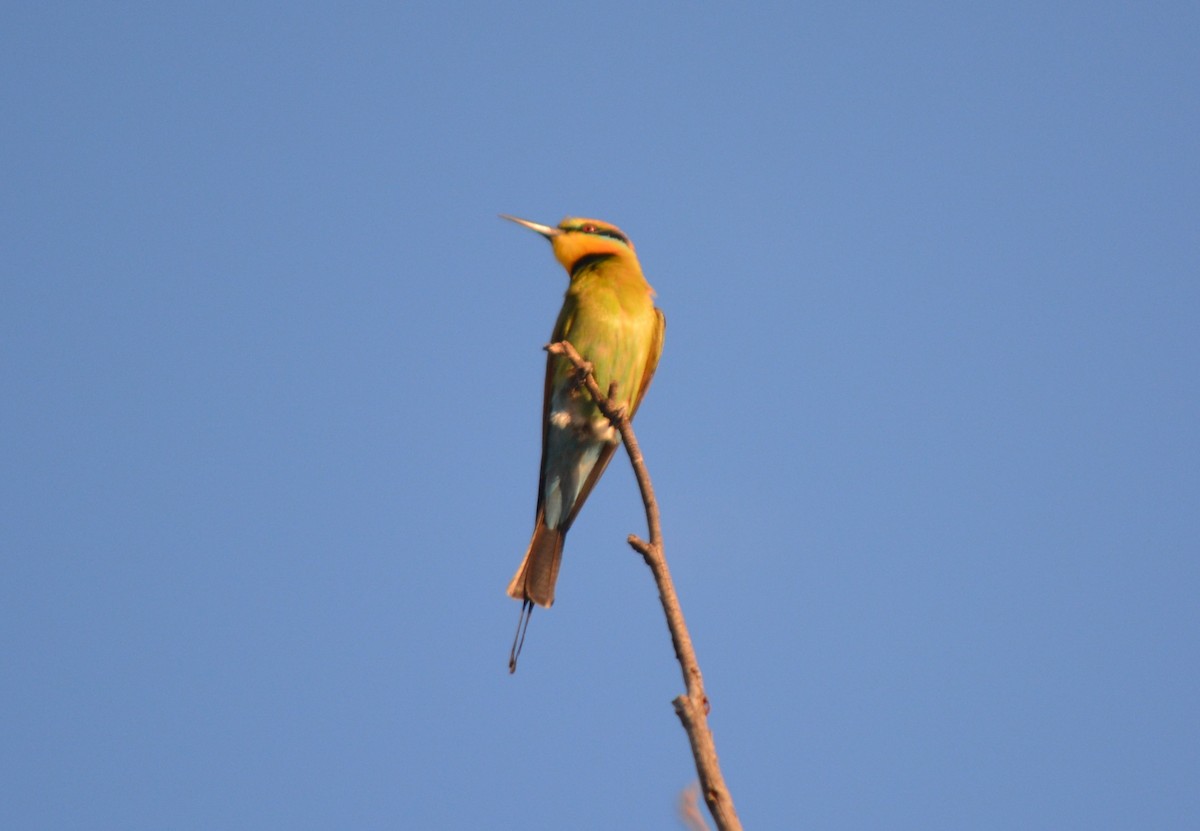 Rainbow Bee-eater - Holger Woyt