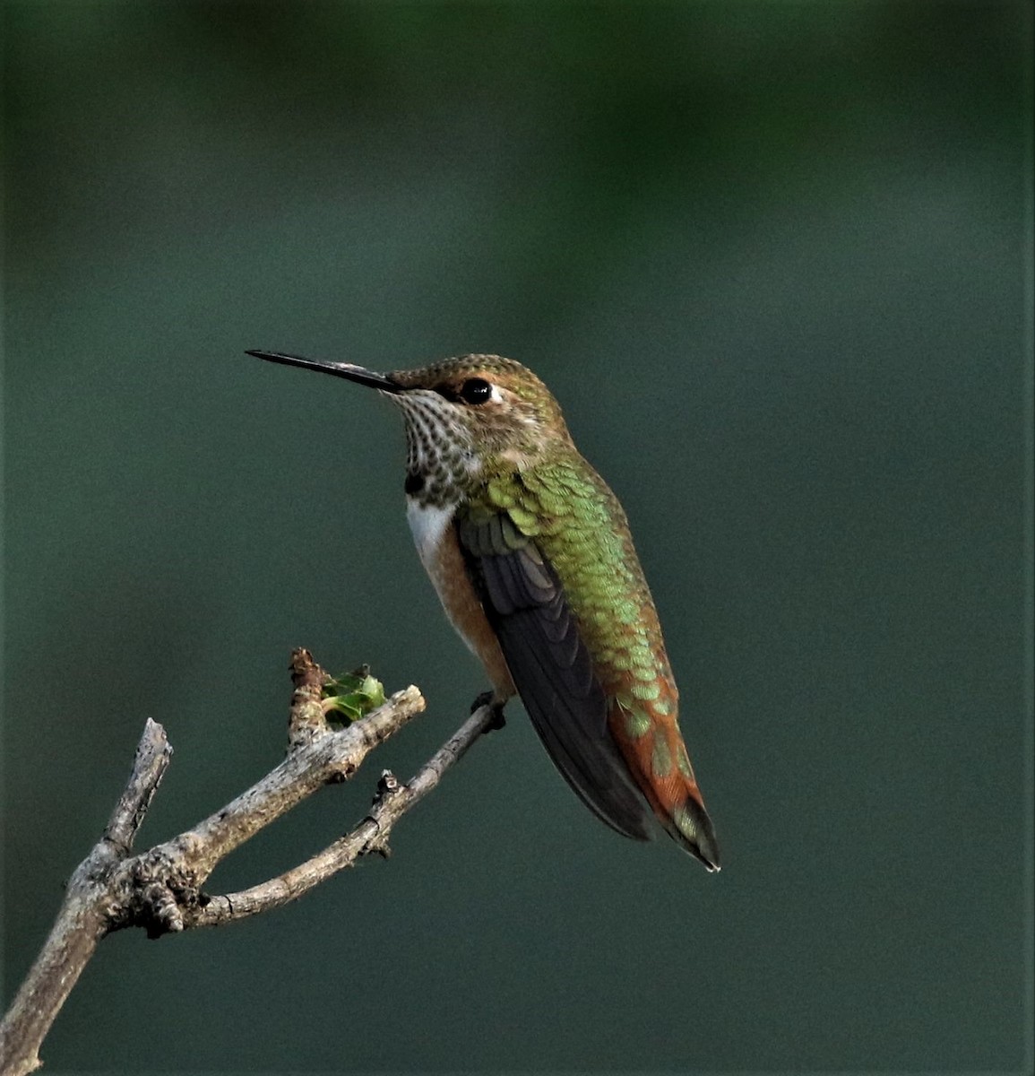 Rufous Hummingbird - Ann Vaughan