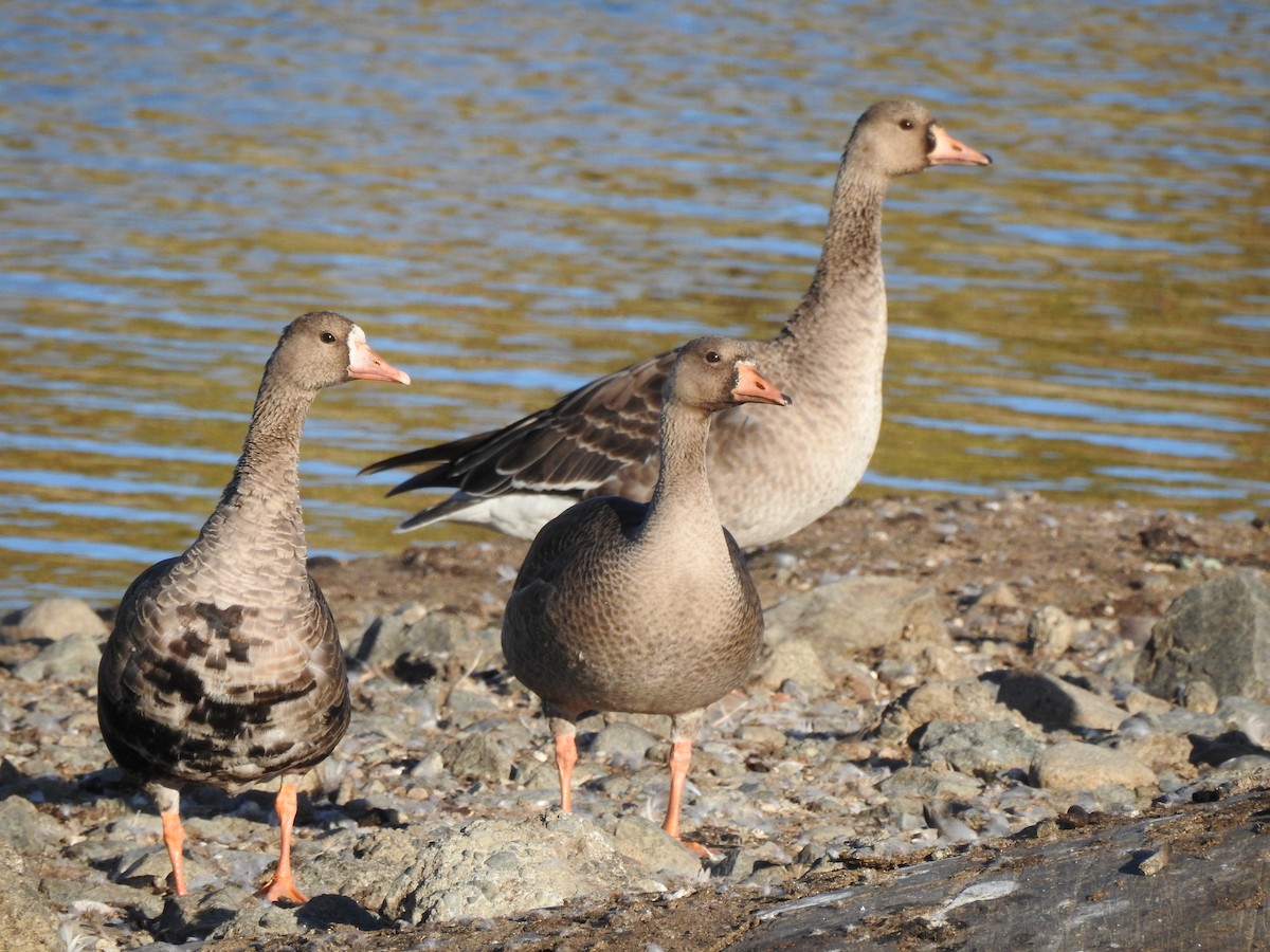 Greater White-fronted Goose - Jody  Wells