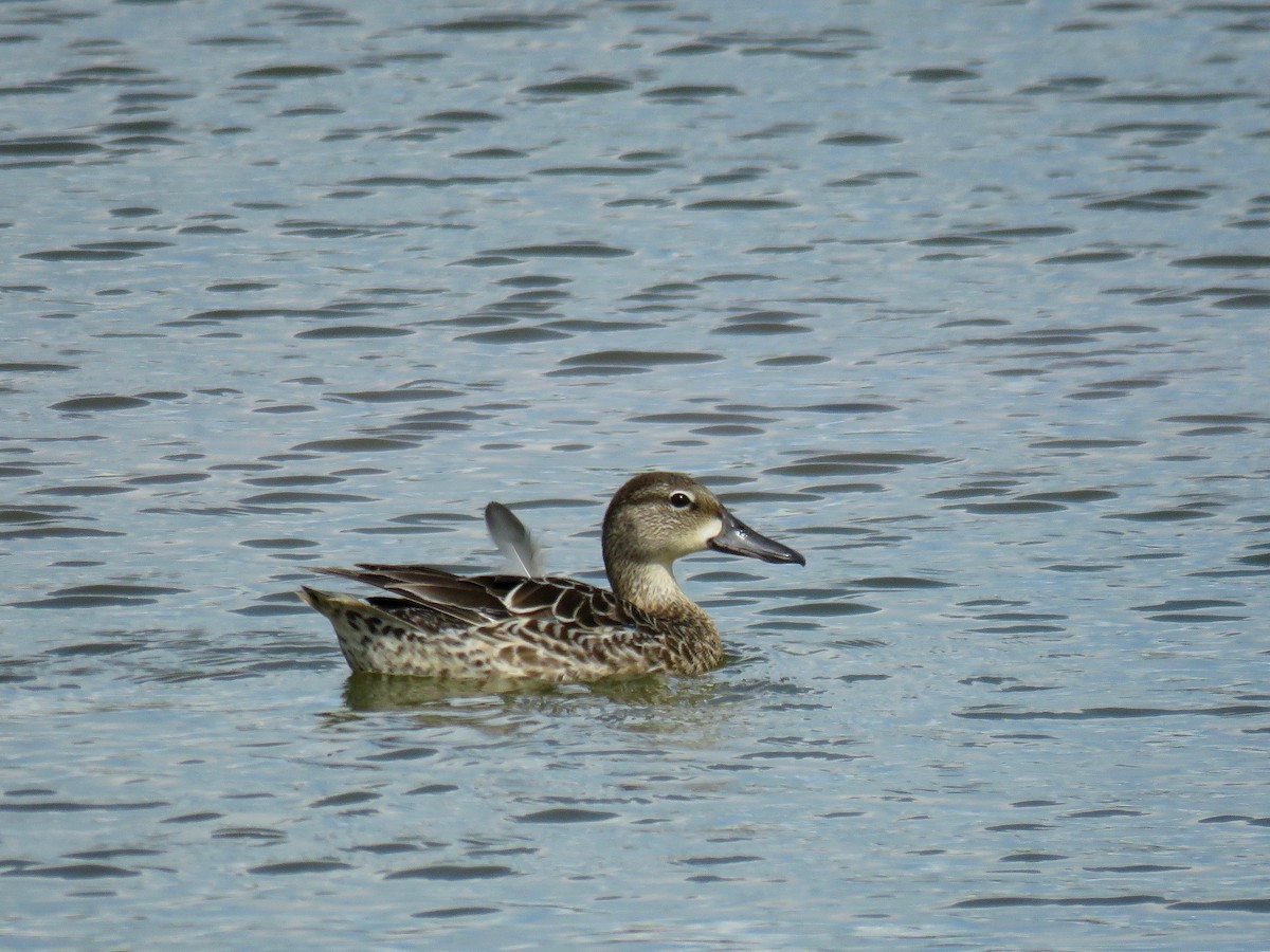 Blue-winged Teal - ML71527111