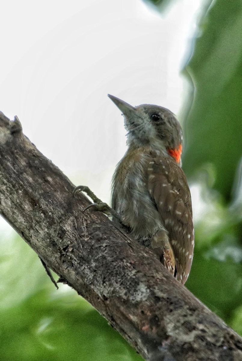 Sulawesi Pygmy Woodpecker - ML71527681