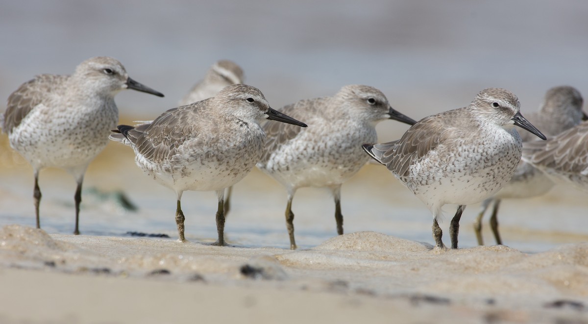 Red Knot - ML71527871