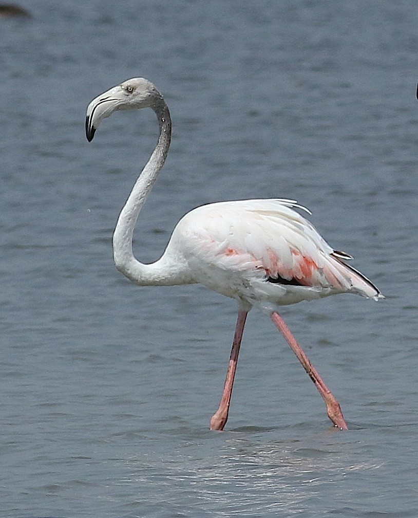 Greater Flamingo - Savio Fonseca (www.avocet-peregrine.com)
