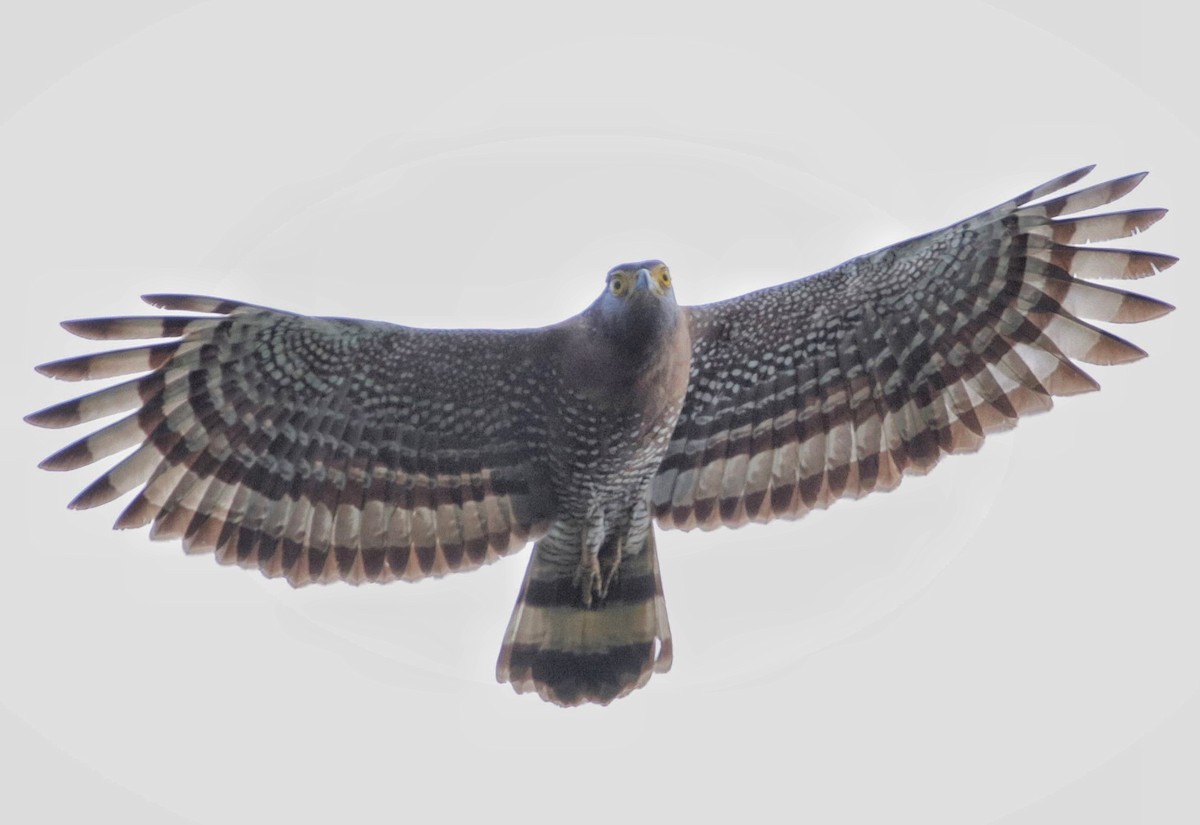 Sulawesi Serpent-Eagle - ML71528741