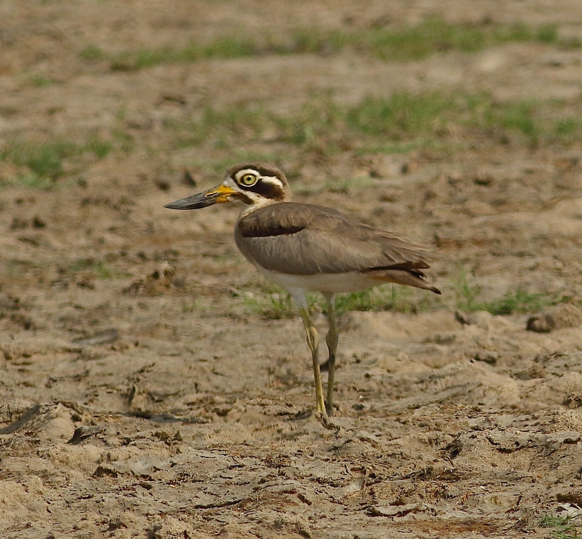 Great Thick-knee - ML71528831