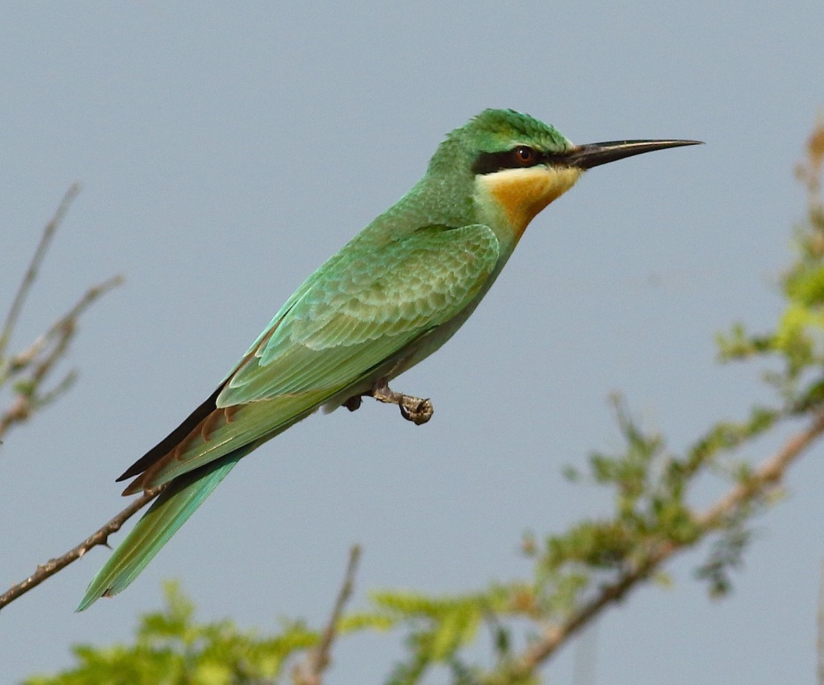 Blue-cheeked Bee-eater - ML71529231