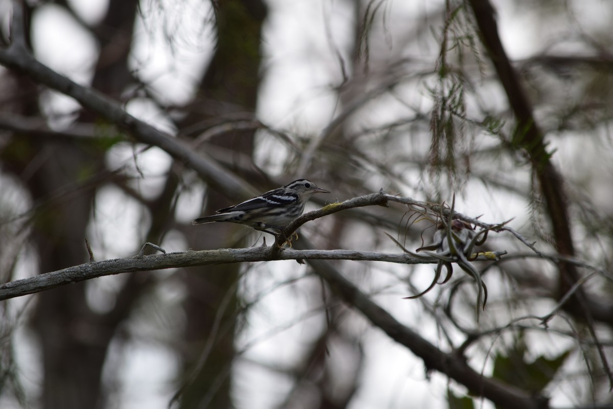 Black-and-white Warbler - ML71531171