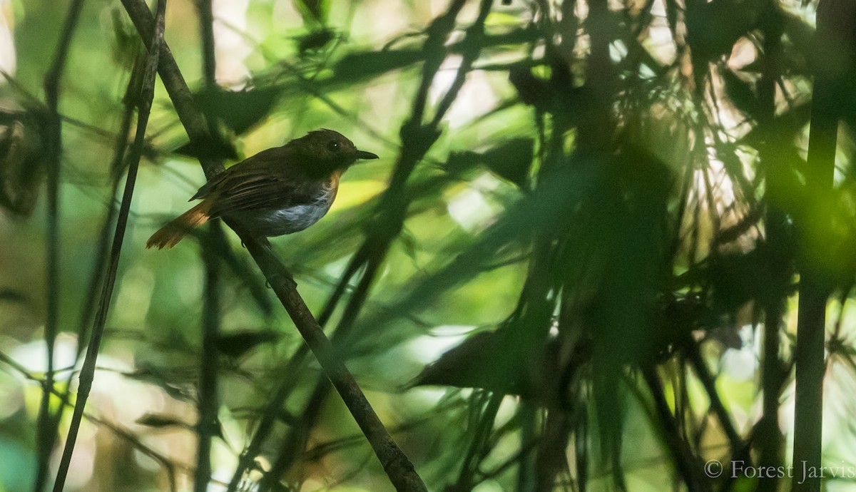 Palawan Flycatcher - Forest Botial-Jarvis