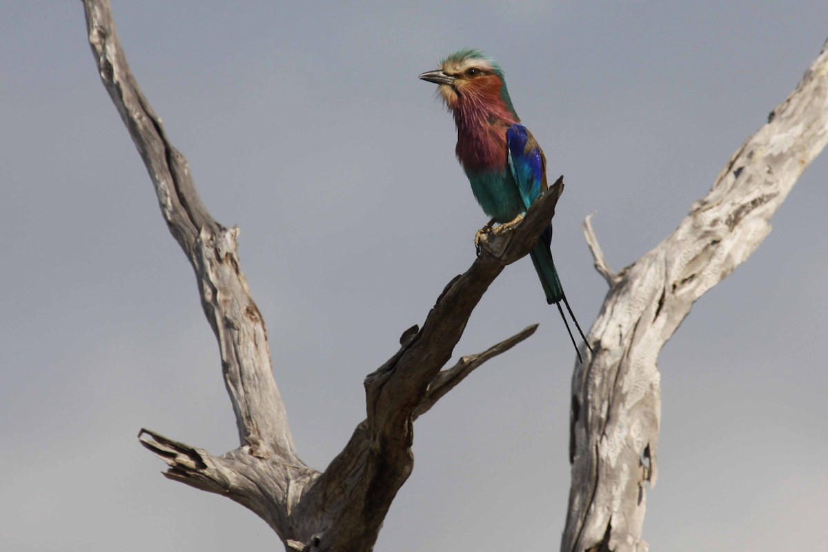 Lilac-breasted Roller - ML71532531