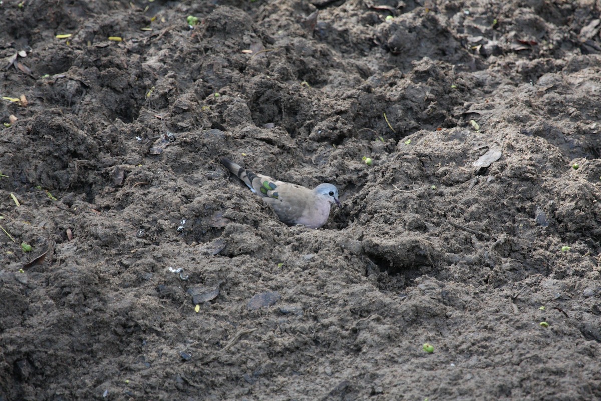 Emerald-spotted Wood-Dove - ML71532631