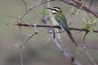  - White-throated Bee-eater