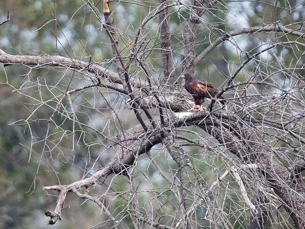 Harris's Hawk - Mike Cameron