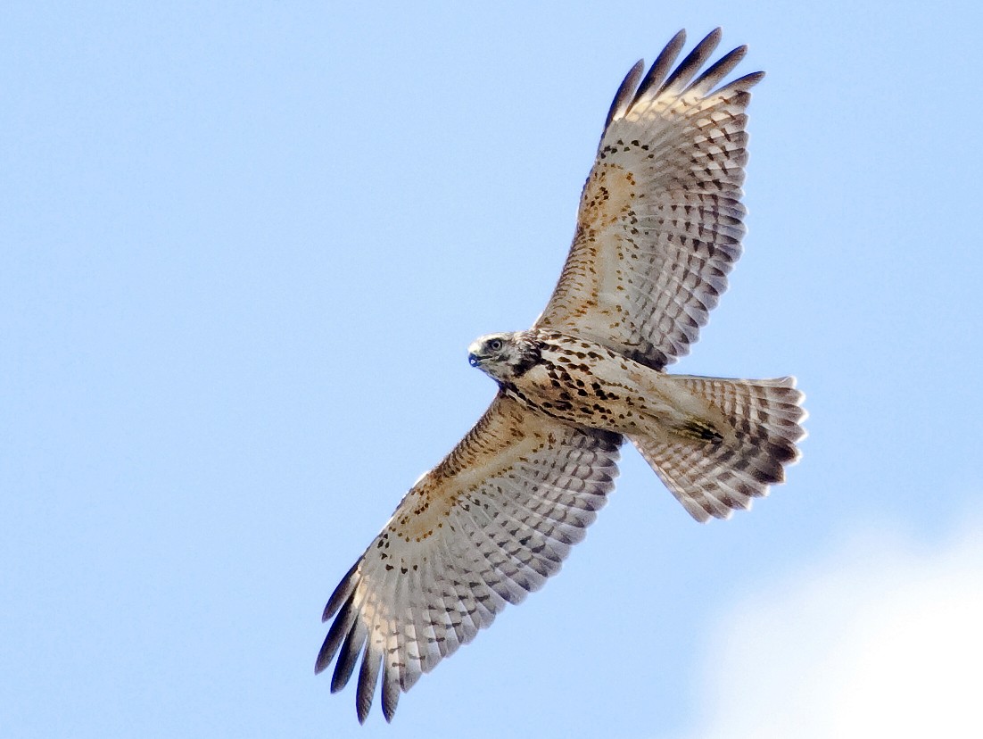 Red-shouldered Hawk - Gordon Dimmig