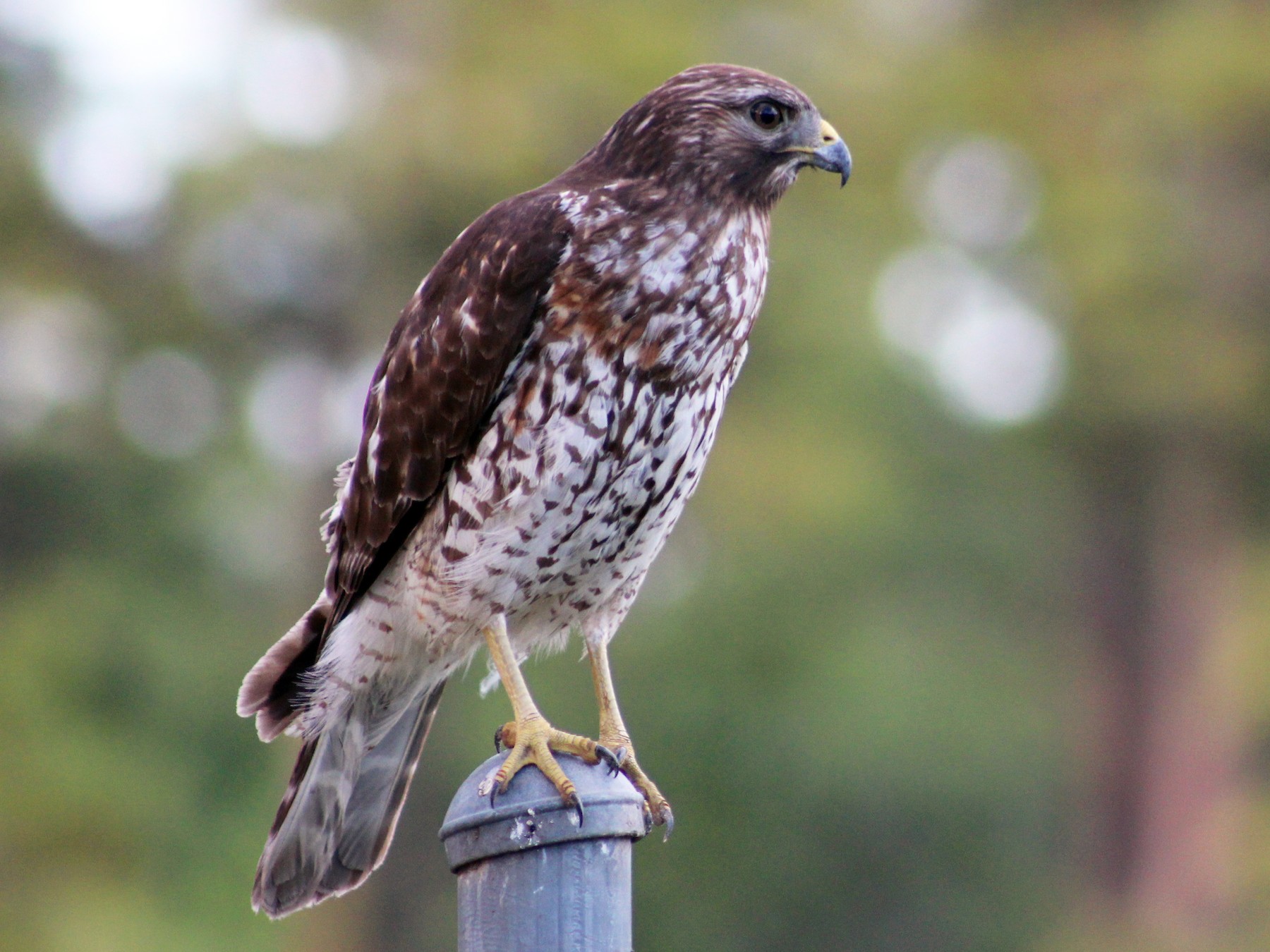 Red-shouldered Hawk - Marie Chappell