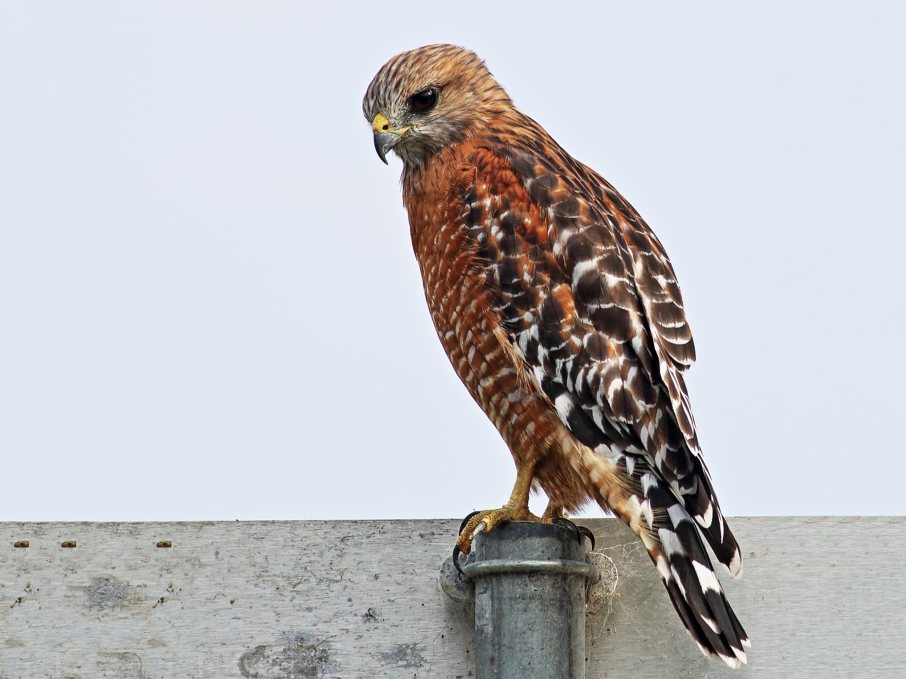Redshouldered Hawk eBird
