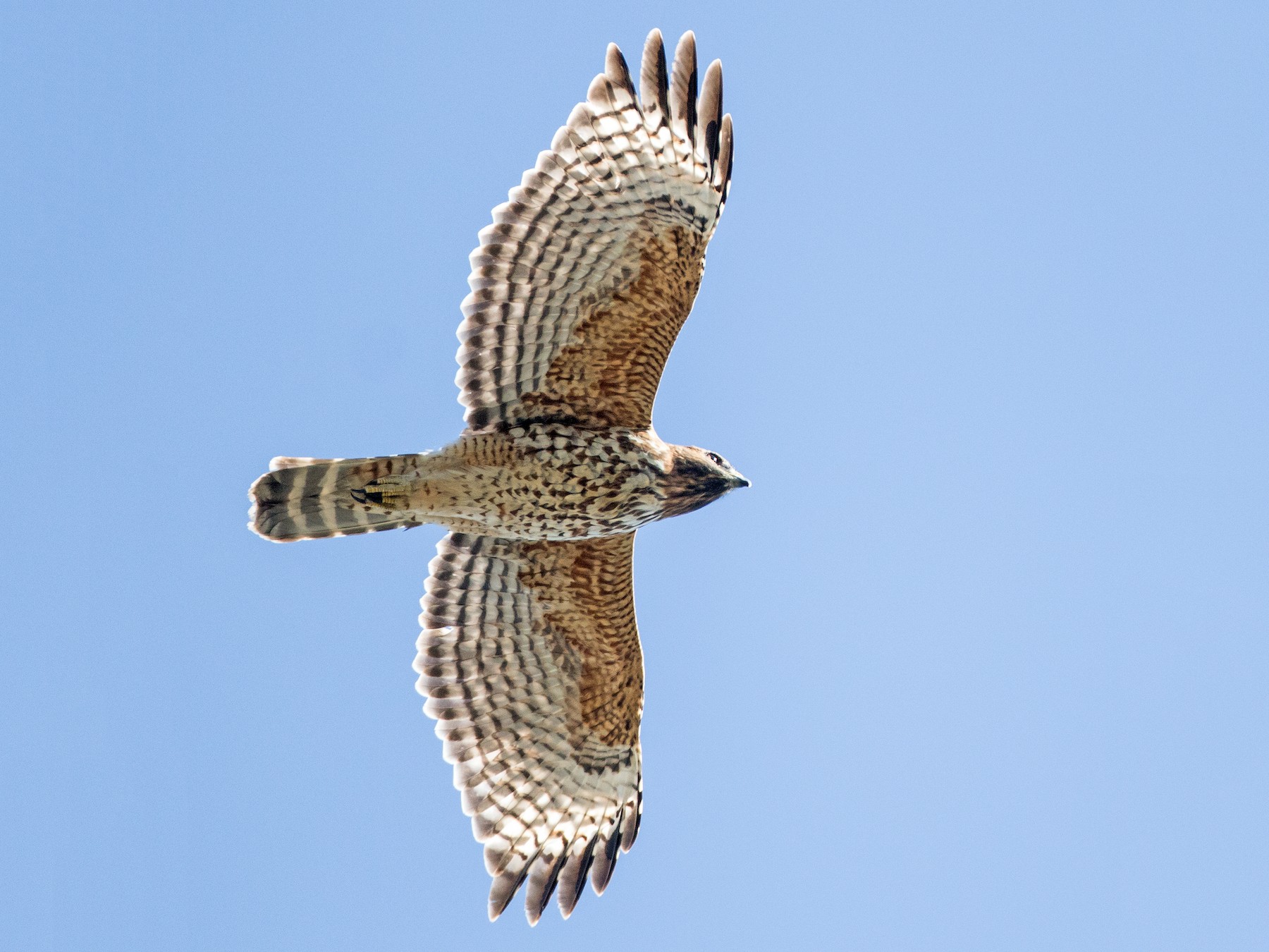 Red-shouldered Hawk - Blake Matheson