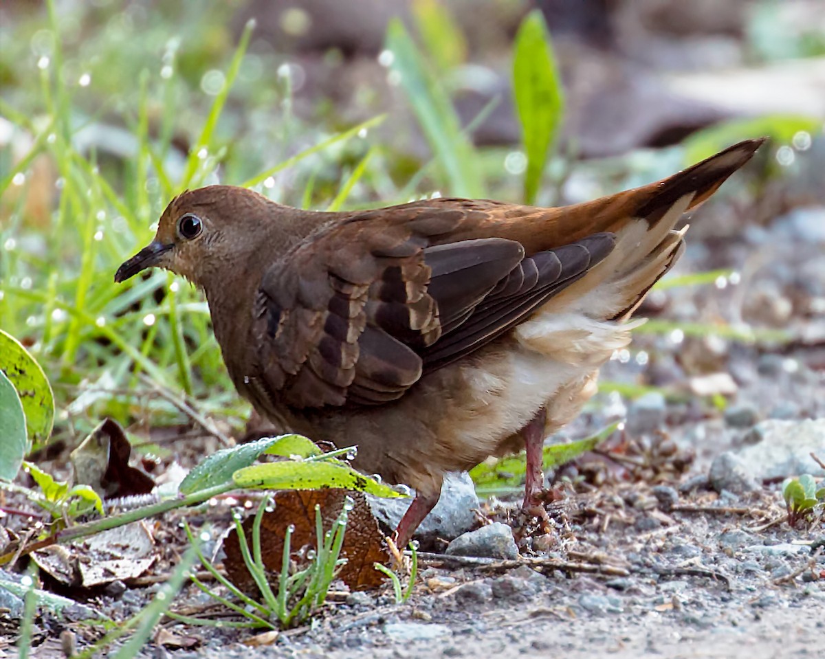 Maroon-chested Ground Dove - ML71533781
