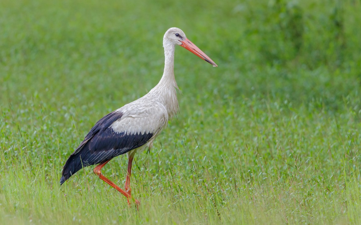 White Stork - Mohith Shenoy