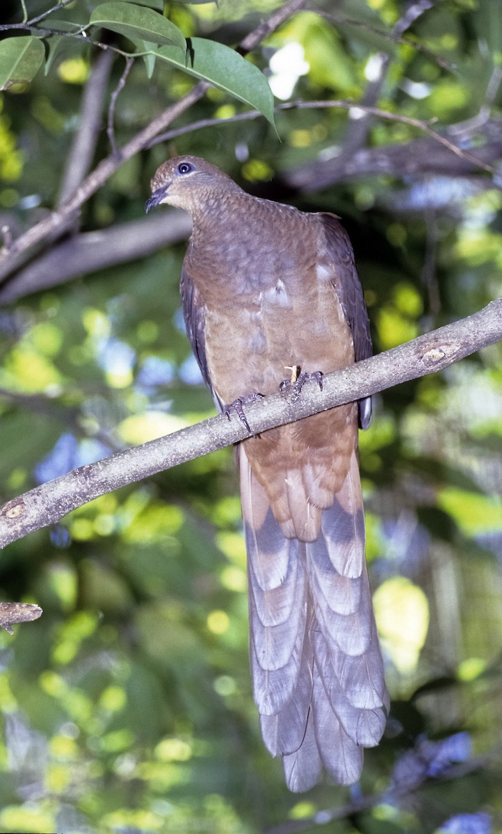 Brown Cuckoo-Dove - Josep del Hoyo