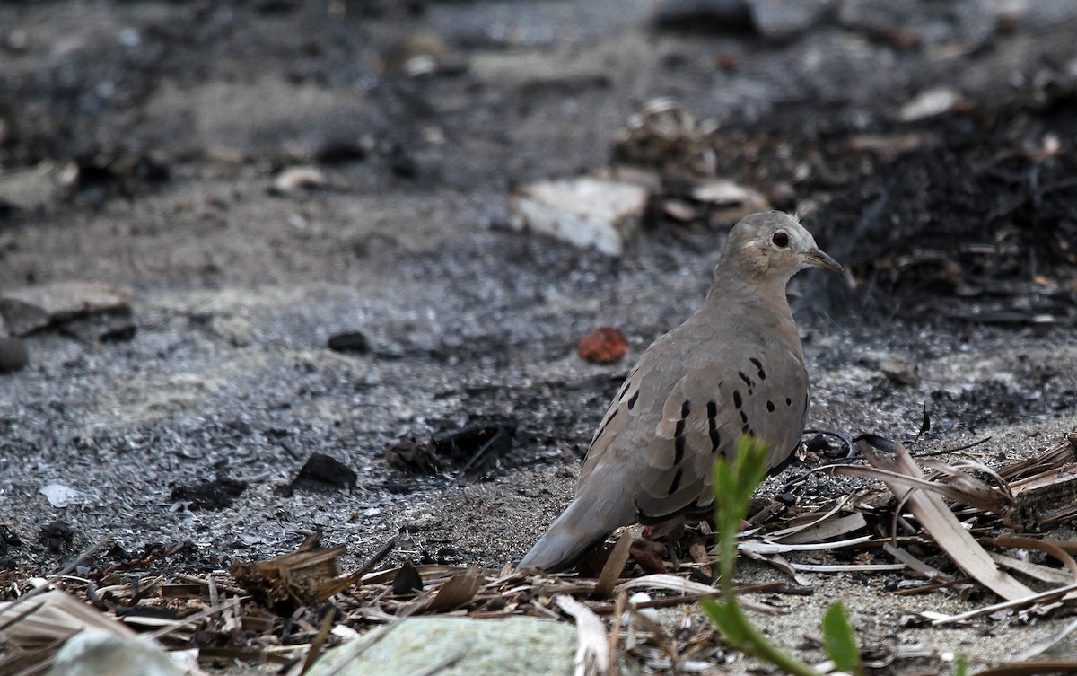 Ecuadorian Ground Dove - ML715401