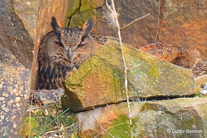 Eurasian Eagle-Owl - Guido Bennen