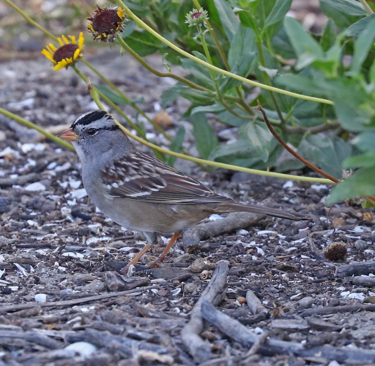 White-crowned Sparrow - ML71542081