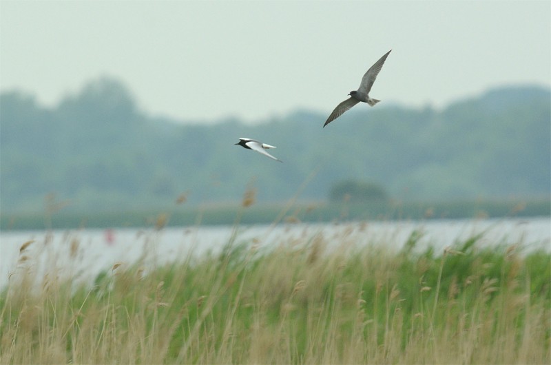 White-winged Tern - Klaas Heeres