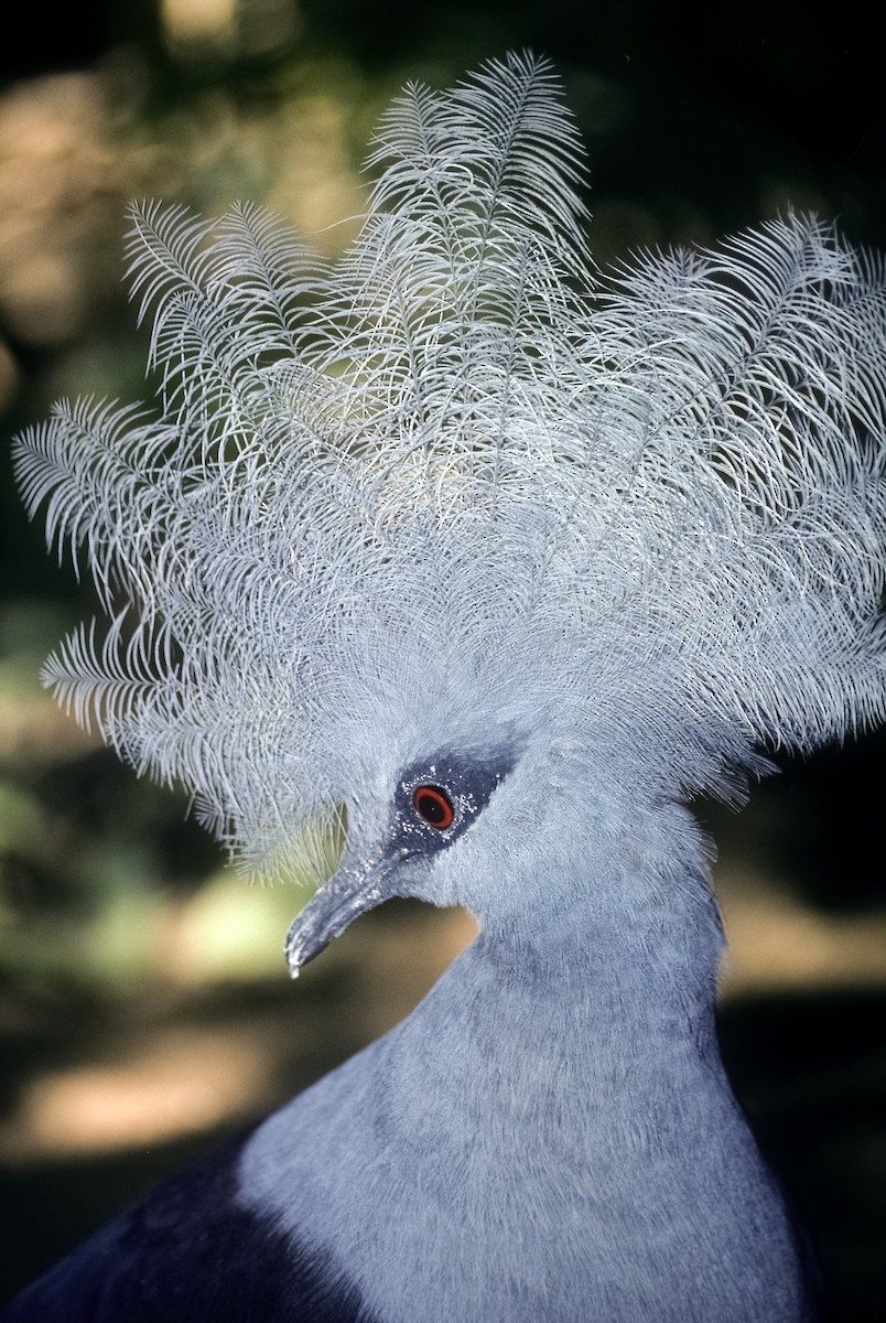 Western Crowned-Pigeon - Josep del Hoyo