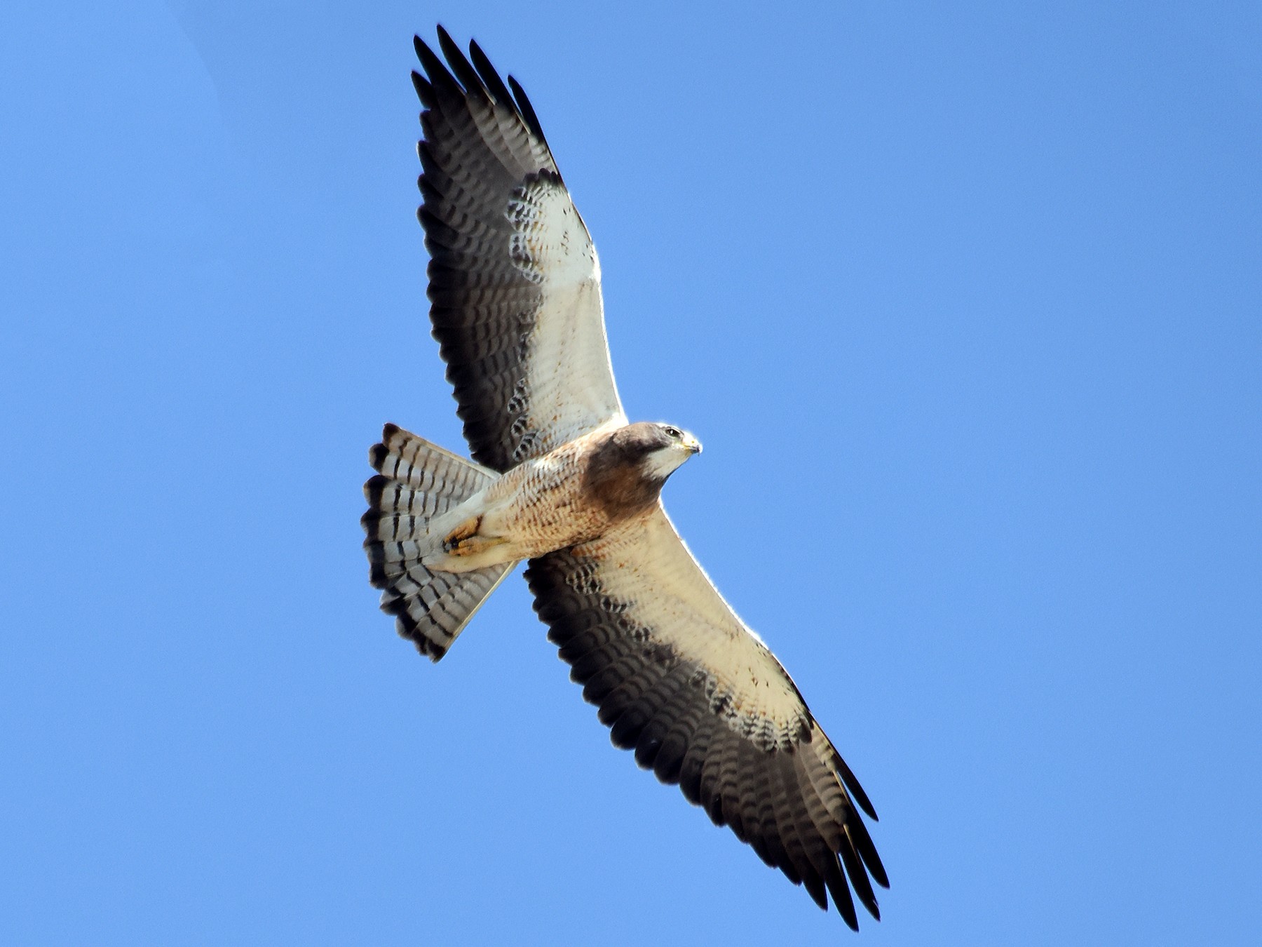 Swainson's Hawk - Steven Mlodinow