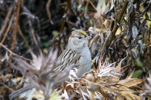 Golden-crowned Sparrow - ML71545041