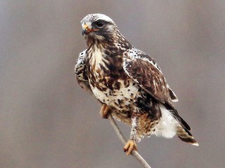 นกเพศผู้เต็มวัย ชุดขนสีอ่อน - Daniel Jauvin - ML71545631