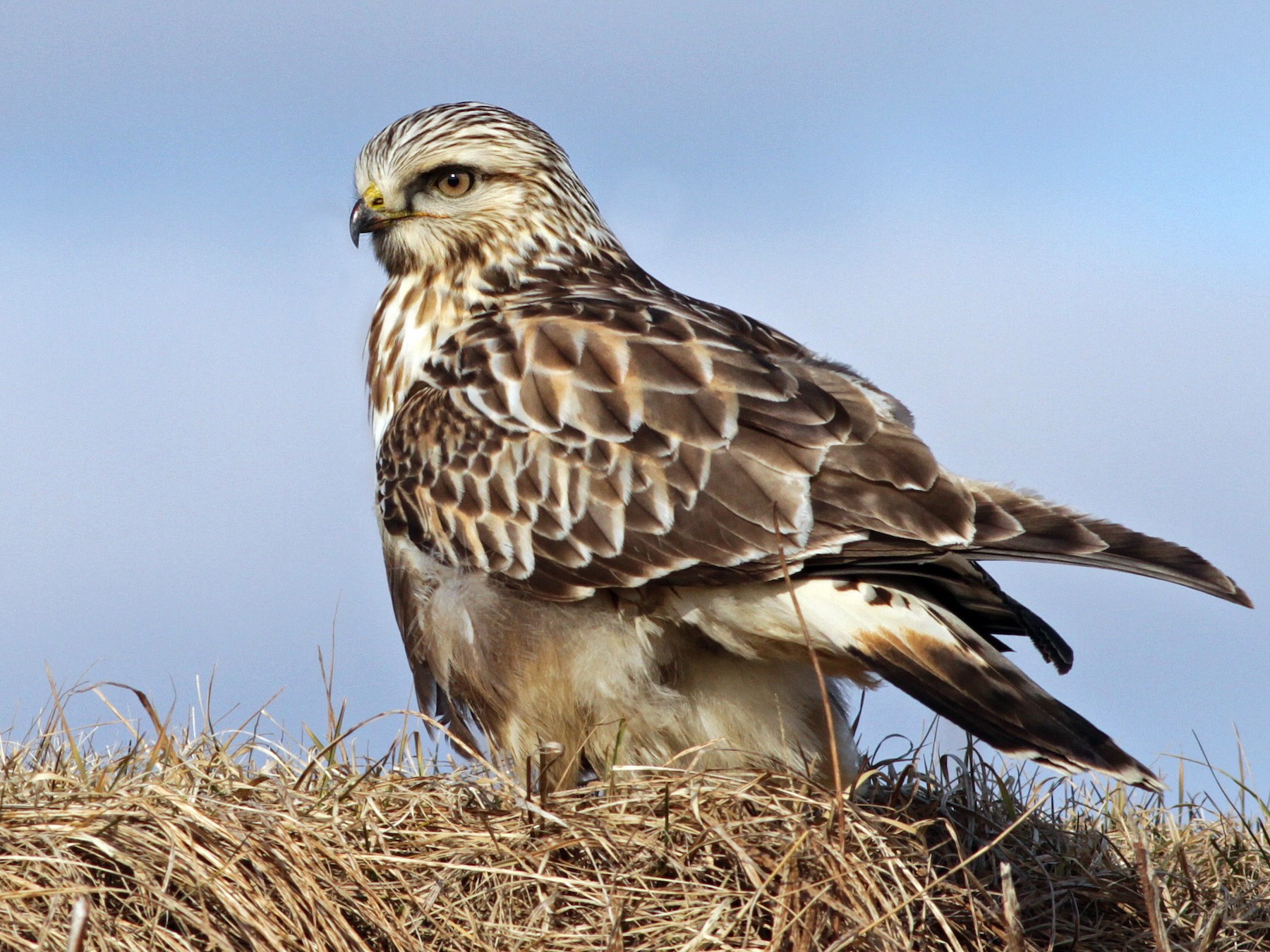 Rough-legged Hawk - Ian Davies