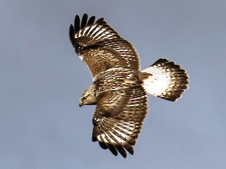 Juvenile light morph - Chris S. Wood - ML71545691