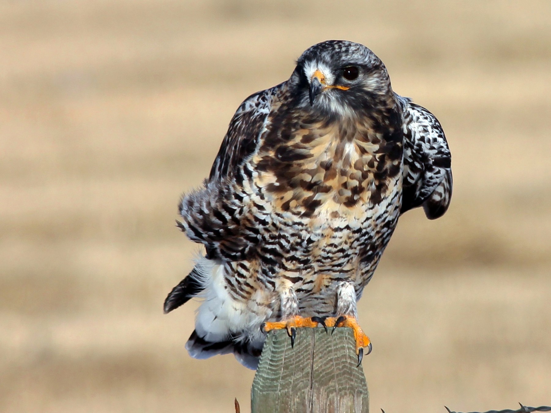 Rough-legged Hawk - Shawn Billerman