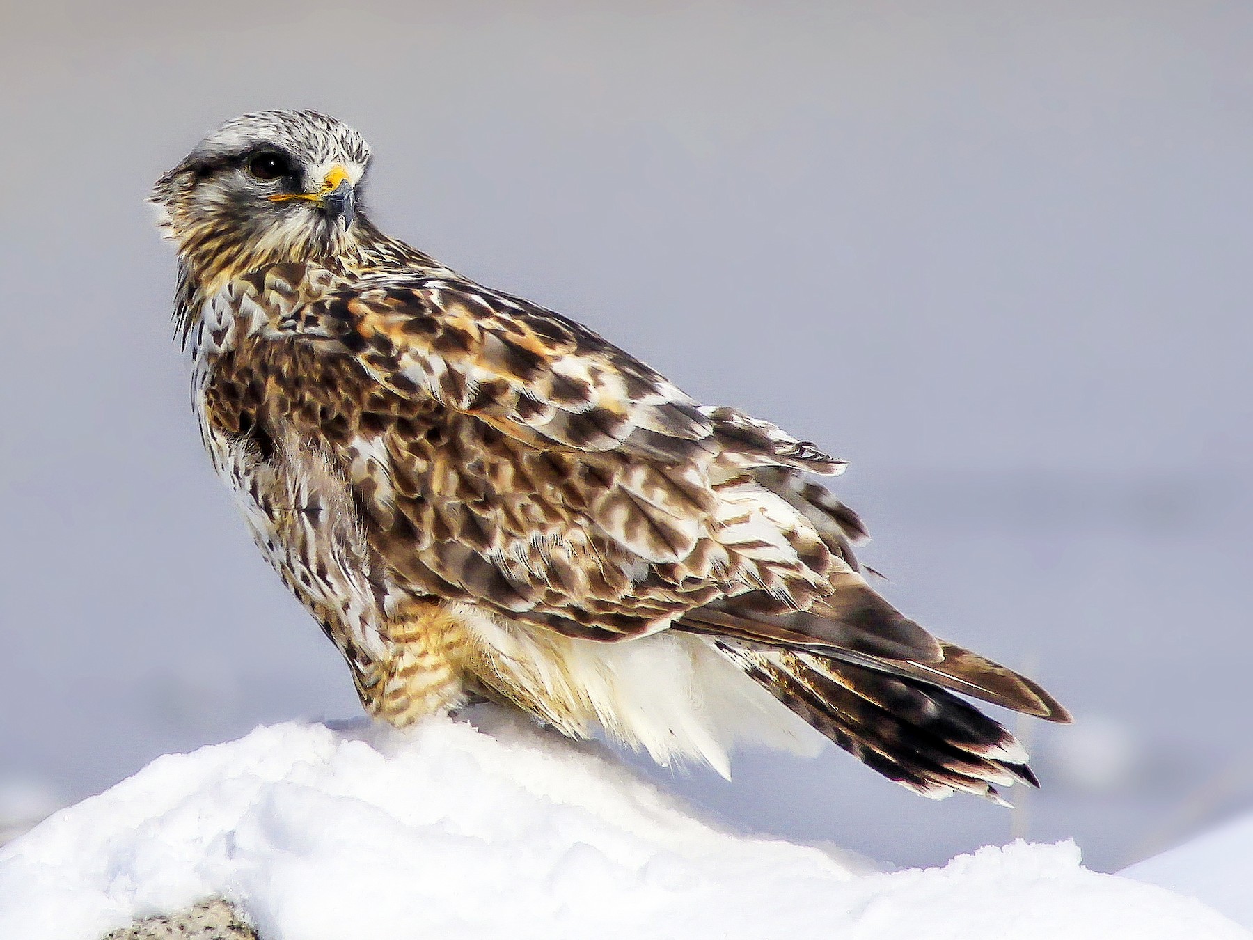 Rough-legged Hawk - Matthew Pendleton