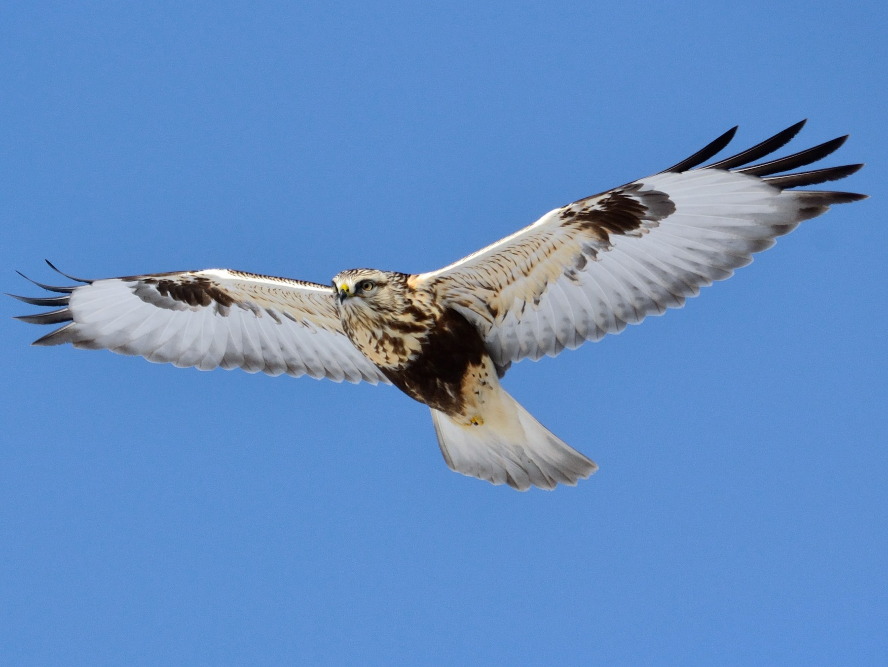 Rough-legged Hawk - Rodney Crice