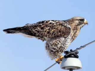 成鳥オス淡色型 - Steven Mlodinow - ML71545881