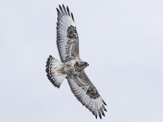  - Rough-legged Hawk