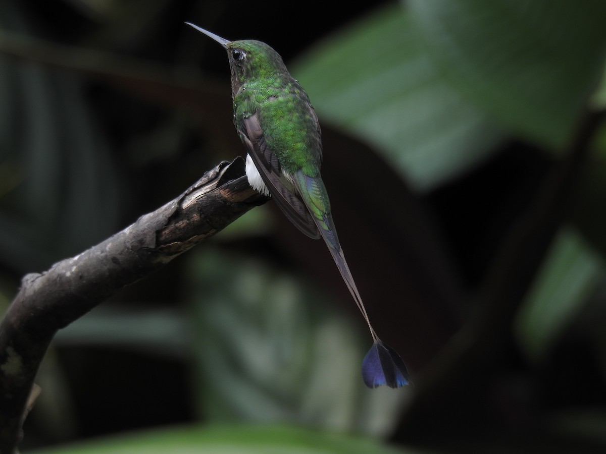 White-booted Racket-tail - ML71545971