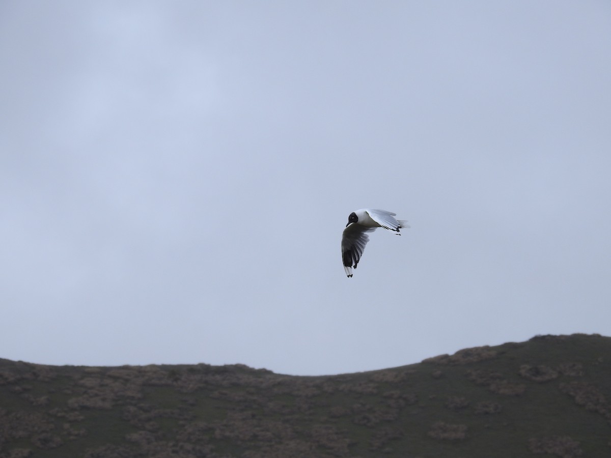 Andean Gull - ML71546131