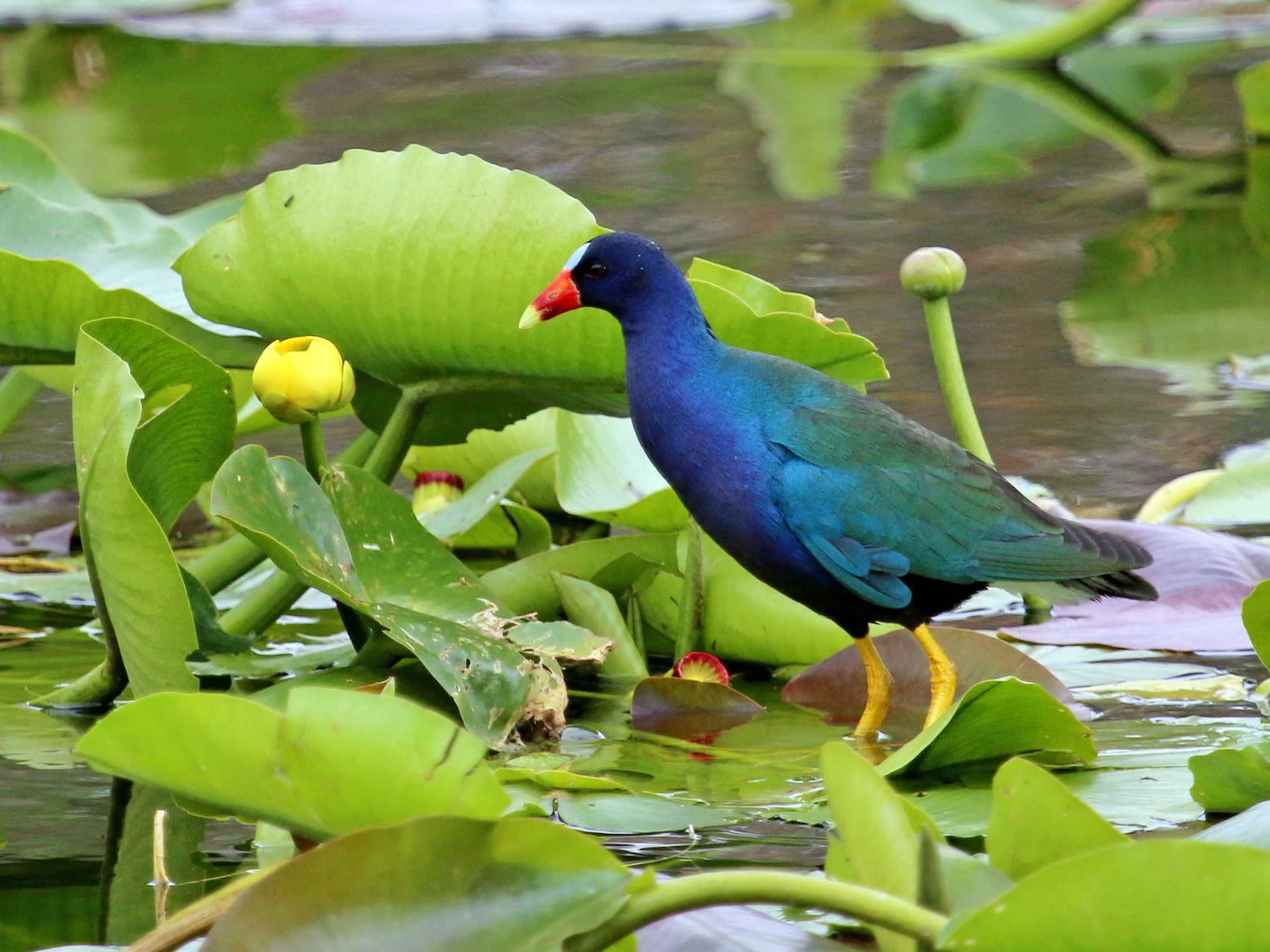 Purple Gallinule - Christine Jacobs