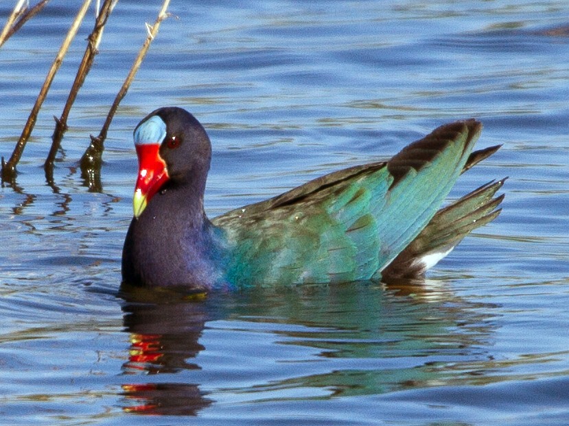 Purple Gallinule - Brad Dawson