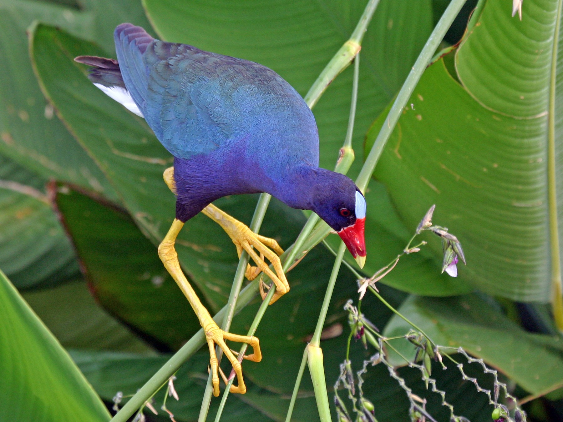 Purple Gallinule - Chris Wood