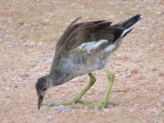 Молодая птица - Nick Komar - ML71546921