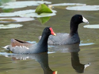 Adult (with American Coot) - Max Wilson - ML71546951