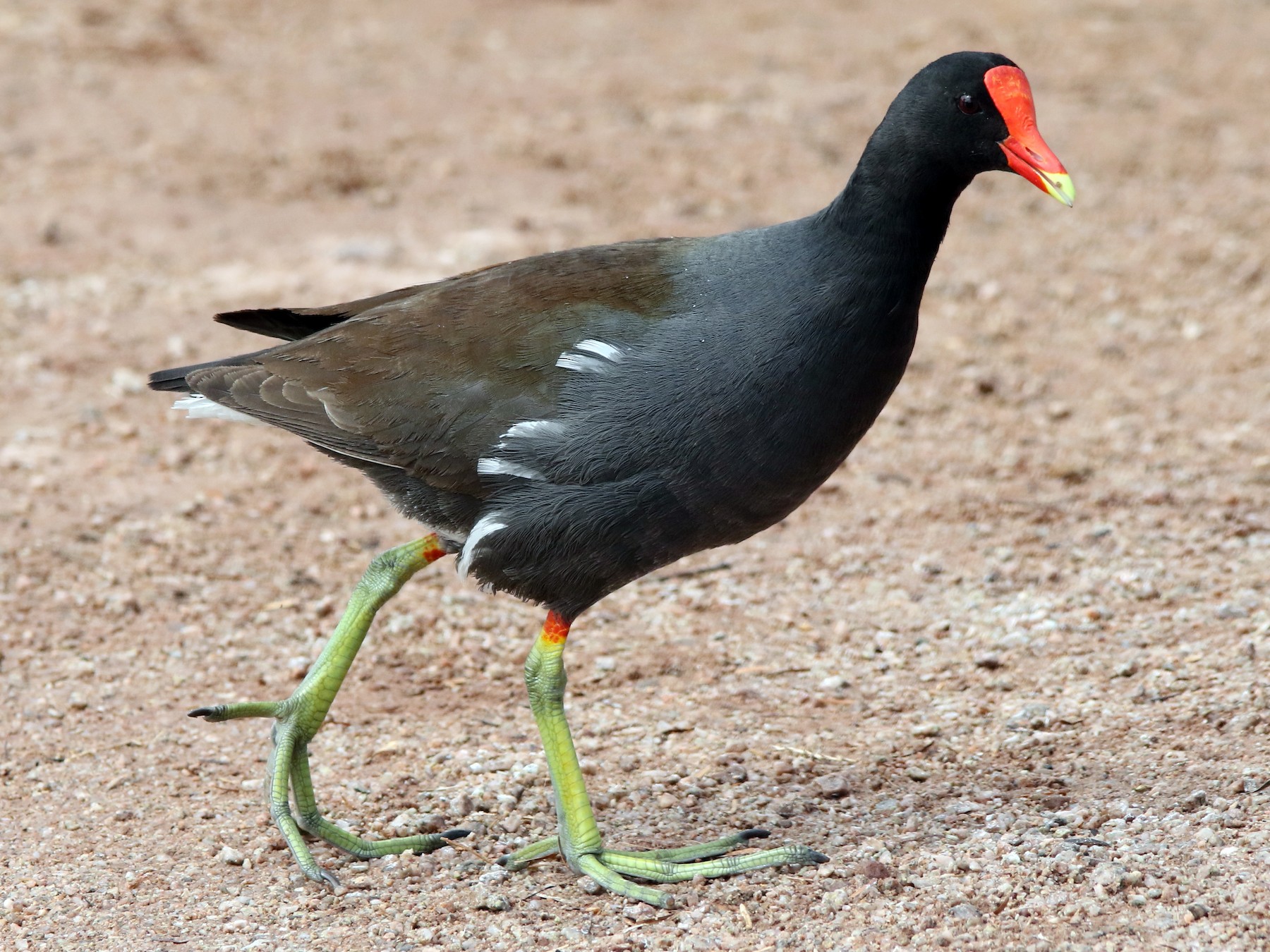 Common Gallinule - Louis Hoeniger