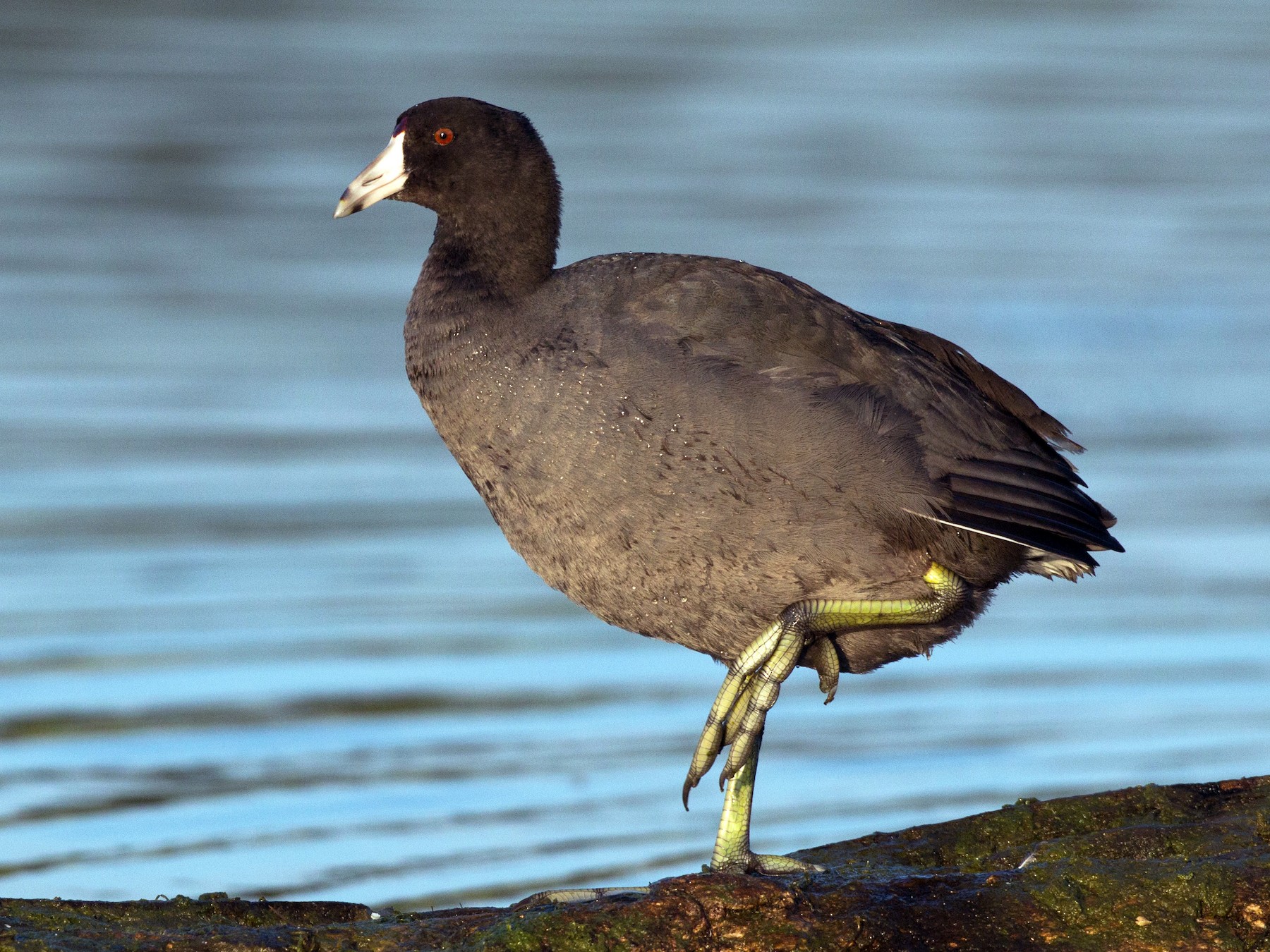 American Coot - Ian Davies