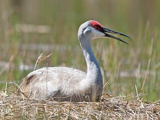 沙丘鶴- eBird